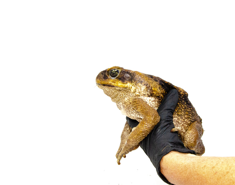 Suriname Giant Marine Toad